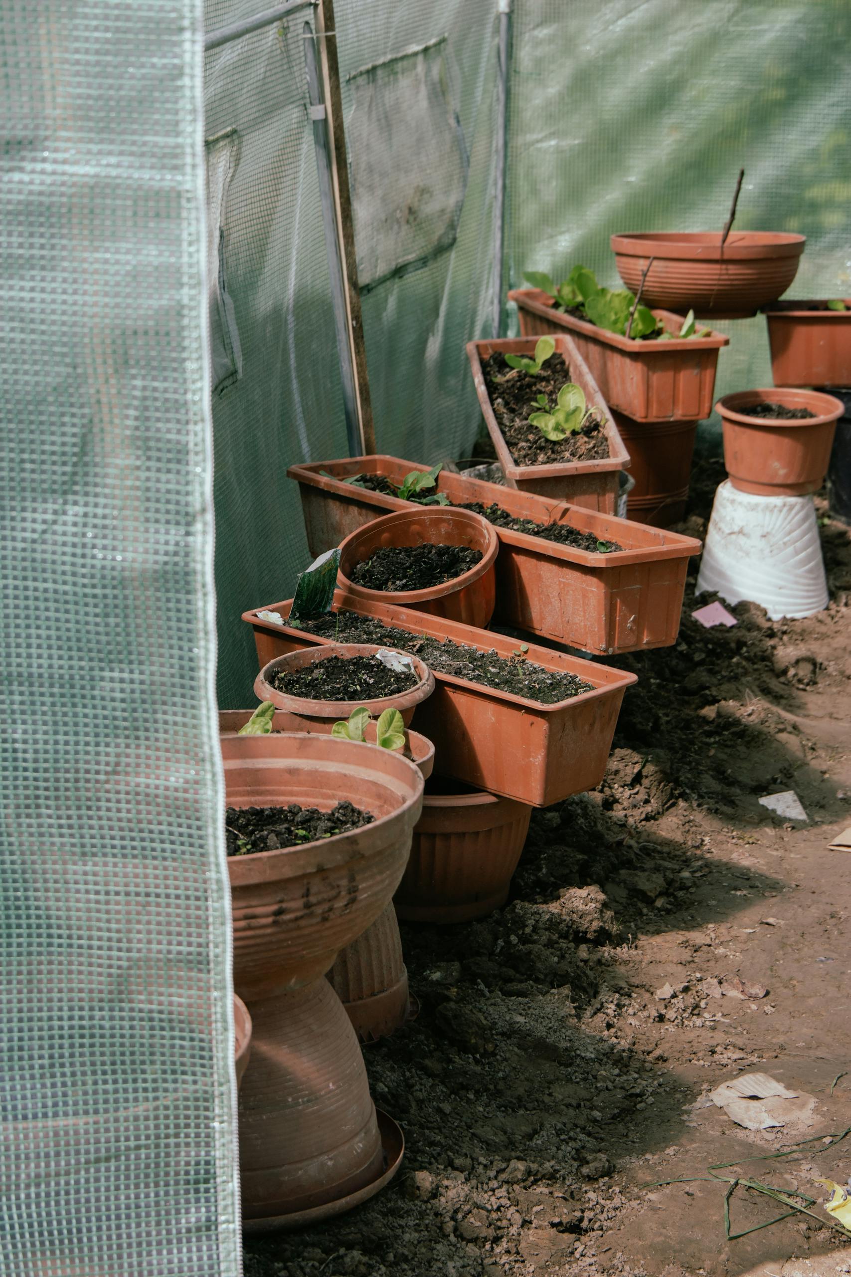 A row of terracotta flower pots arranged in a greenhouse, filled with soil and young plants.
