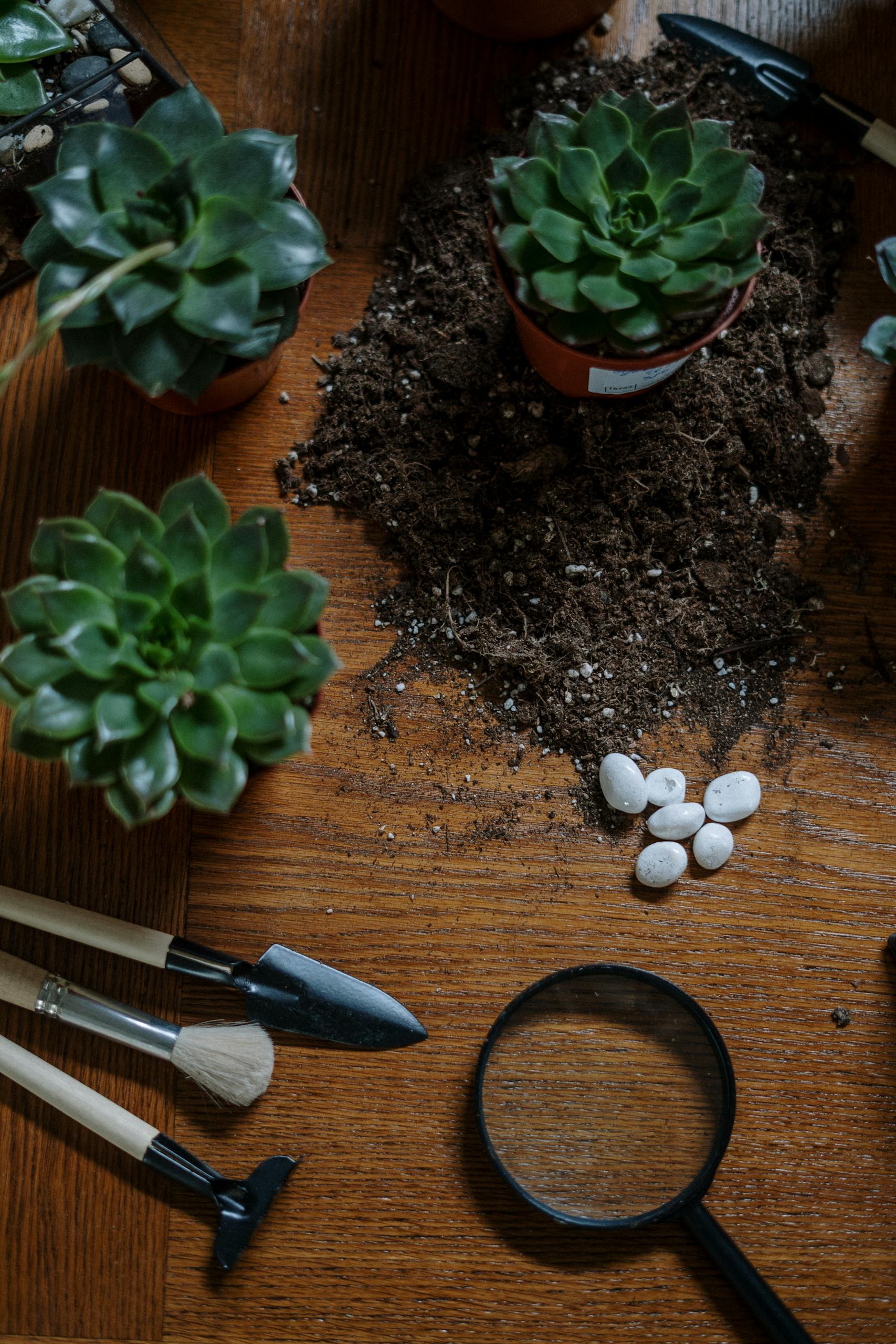 Close-up of gardening tools, succulents, and soil on a wooden table.