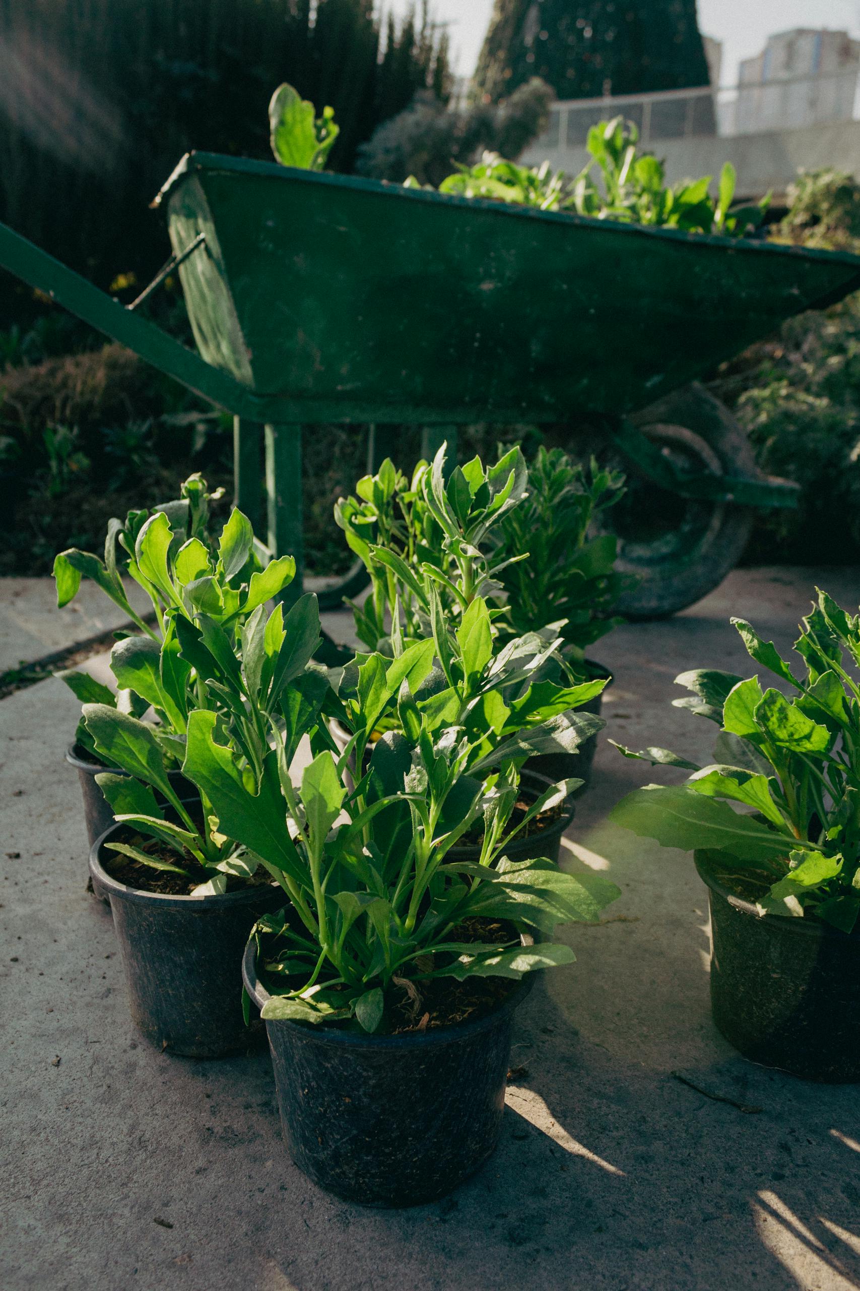 Close-up view of vibrant green plants in pots with a wheelbarrow in an outdoor garden setting.